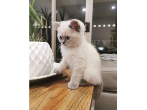 British shorthair yavruları