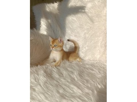 British shorthair golden oğlumuz
