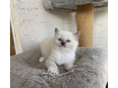 Safkan scrli anne-babadan ragdoll yavrular