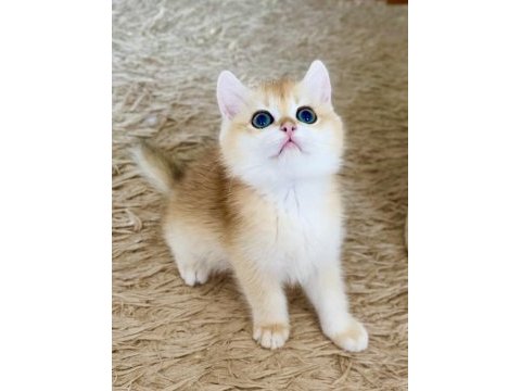 Safkan british shorthair golden ny12 erkek yavru