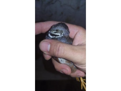 Bıldırcın yumurtası ve bıldırcın