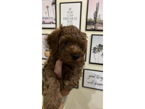 Kaliteli poodle yavrular ev ortamında