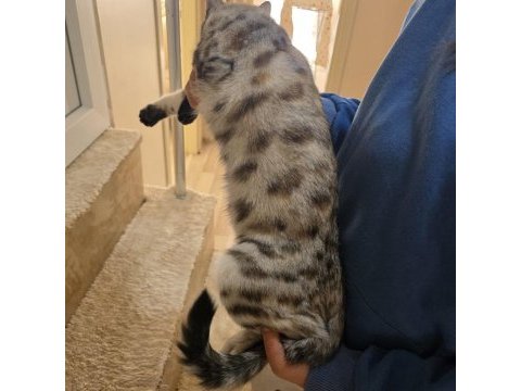 Bengal kedisi
