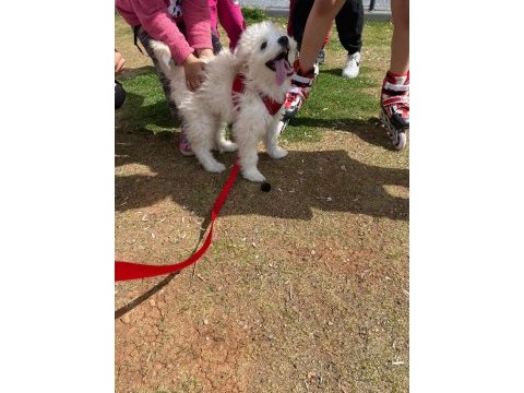 Maltese terrier 5.5 aylık aşıları tam