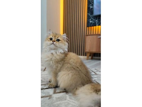 Kedimiz yeni yuvasını arıyor