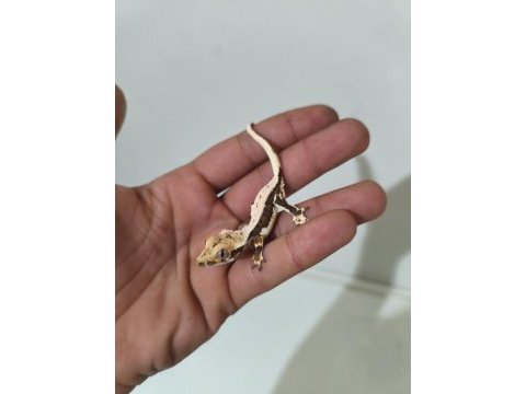 Crested gecko türleri