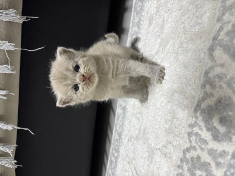 Tatlı dişi kedimiz 25 günlük british shorthair