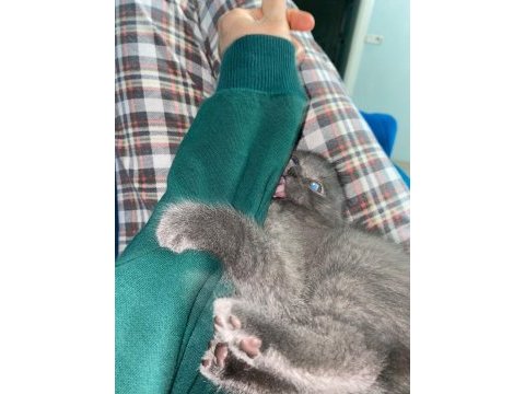 2 aylık erkek yavru scottish fold kırık kulak