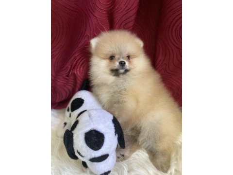 Yakışıklı bir erkek pomeranian