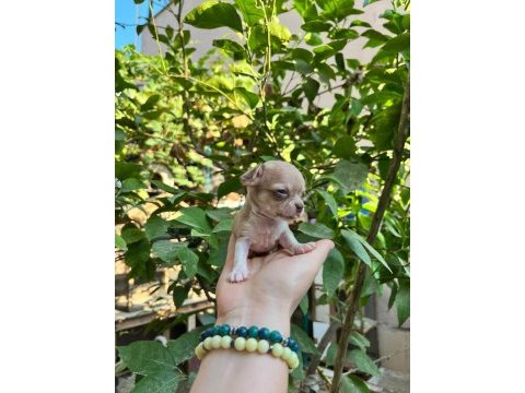 Avrupa standartlarındakı chihuahua ogullarım