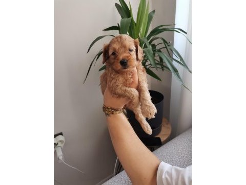Anne altından rezerveye açık maltipoo yavrularımız
