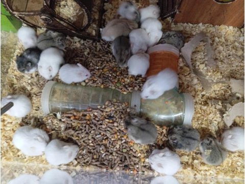 Yavru hamsterlar