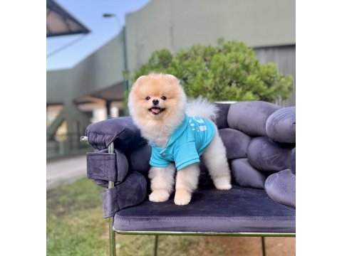Pomeranian boo gülen surat arayanlara