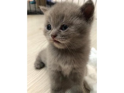 Gri british shorthair