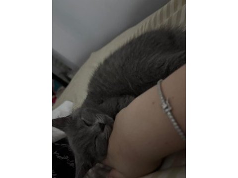 British shorthair erkek 4 aylık