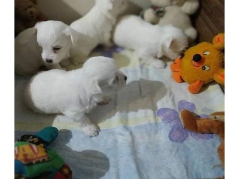 Mini maltese terrier yavruları