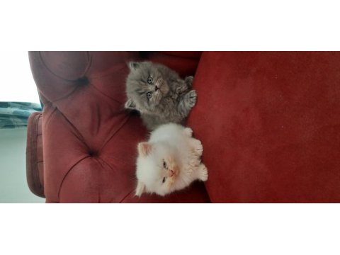 Safkan british shorthair 2 aylık yavru kediler