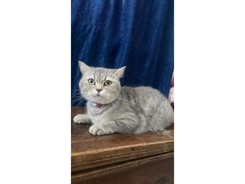 2 yaşında british shorthair sahiplendirme