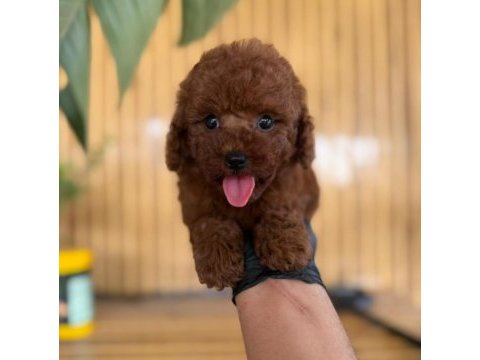 Toy poodle iki aylık