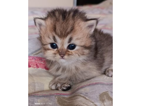 British shorthair ve longhair safkan yavrular