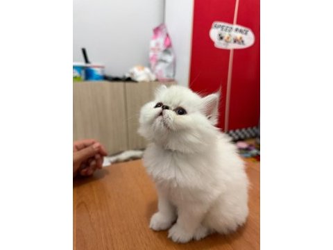 British longhair ve iran chinchilla
