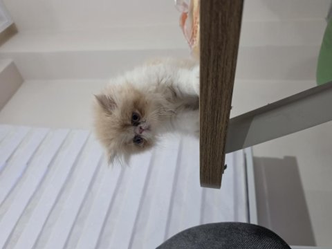 Exotic shorthair 1,5 aylık