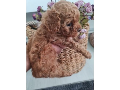 Ev ortamında poodle yavrularımız