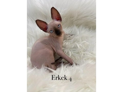 Sphynx sfenks tüysüz dişi erkek yavru