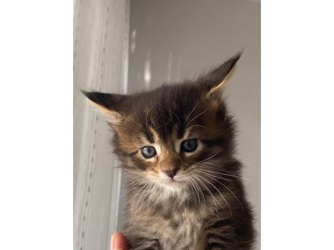 Anne ve babası şecereli maine coon yavruları