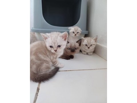Birbirinden güzel scottish fold bebekler