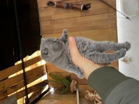 Son 1 bebiş kediye yemi aile arıyoruz