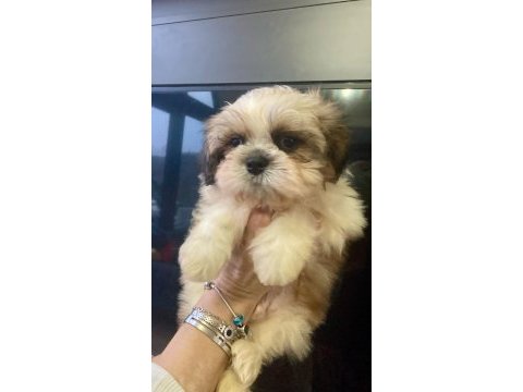 Safkan shih tzu erkek yavru parazit ve aşı yapıldı