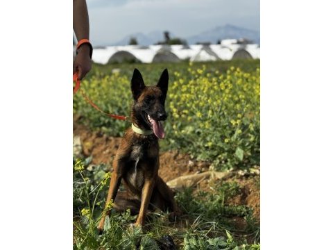Belçika malinois 3 dişi