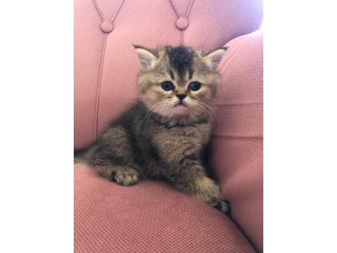 3 british shorthair 1 scottish fold