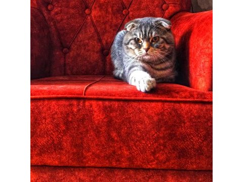 Çok uysal cana yakın scottish fold