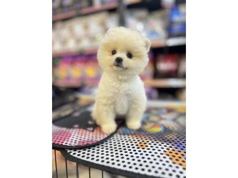 Pomeranian gaziantepte güvenilir adres yıldırım petshop