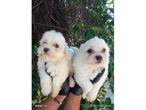 Kar topu lekesiz safkan maltese bebeklerimiz