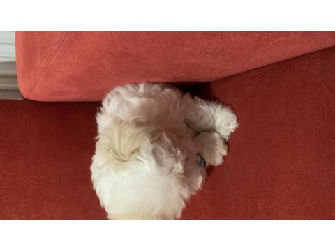 Kar topu gibi dişi terrier