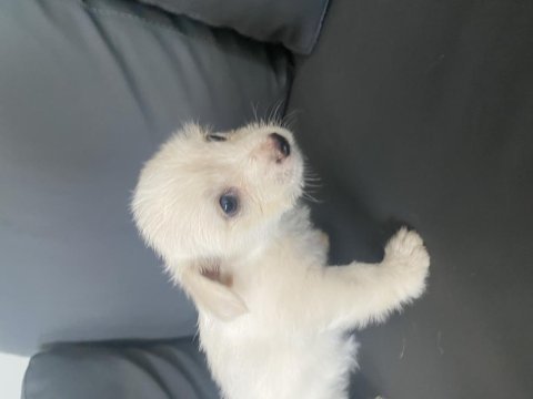 Terler cinsi köpeğimin yavrusu