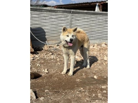 Çiftleştirme ilanı akita