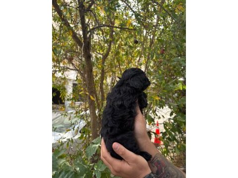 Safkan en küçük boy maltipoo siyah yavrular