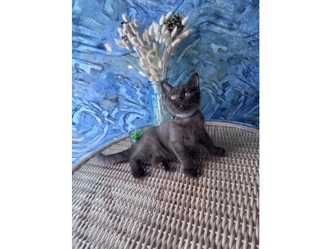 British shorthair nadir bulunan chocolate erkek yavru