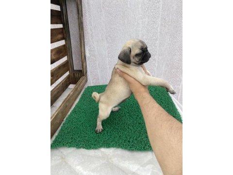 Pug mops yavrular sıfır burun gül kuyruk