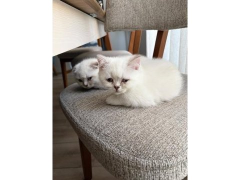 2 aylık kulakları kırık cins yavru kedimiz