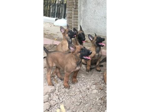 Akkuş üretim çiftliğinden malinois yavruları