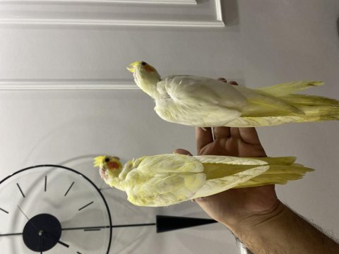 Ev üretimi yavru sultan papağanlar