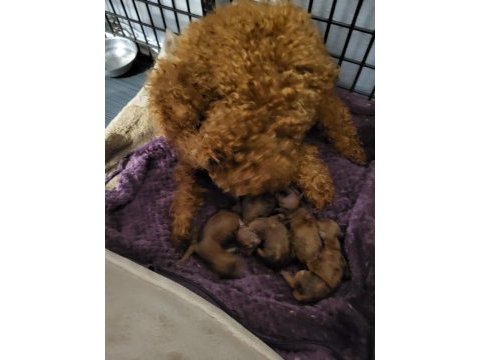 Koyu renk toy poodle bebekler rezerve ilanıdır