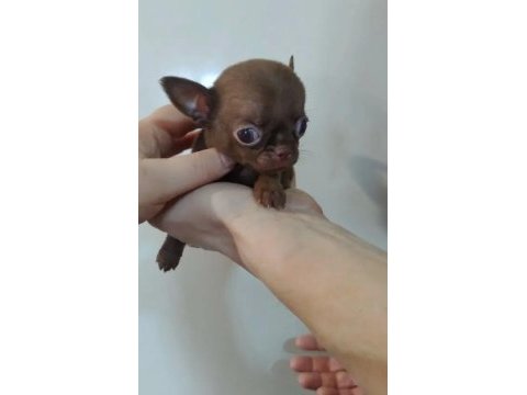 Oyuncak gibi xxs çikolata chihuahua