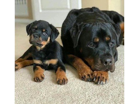 Dolandırılmaya son heryerden elden teslim rottweiler