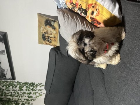 Shih tzu yavru erkek